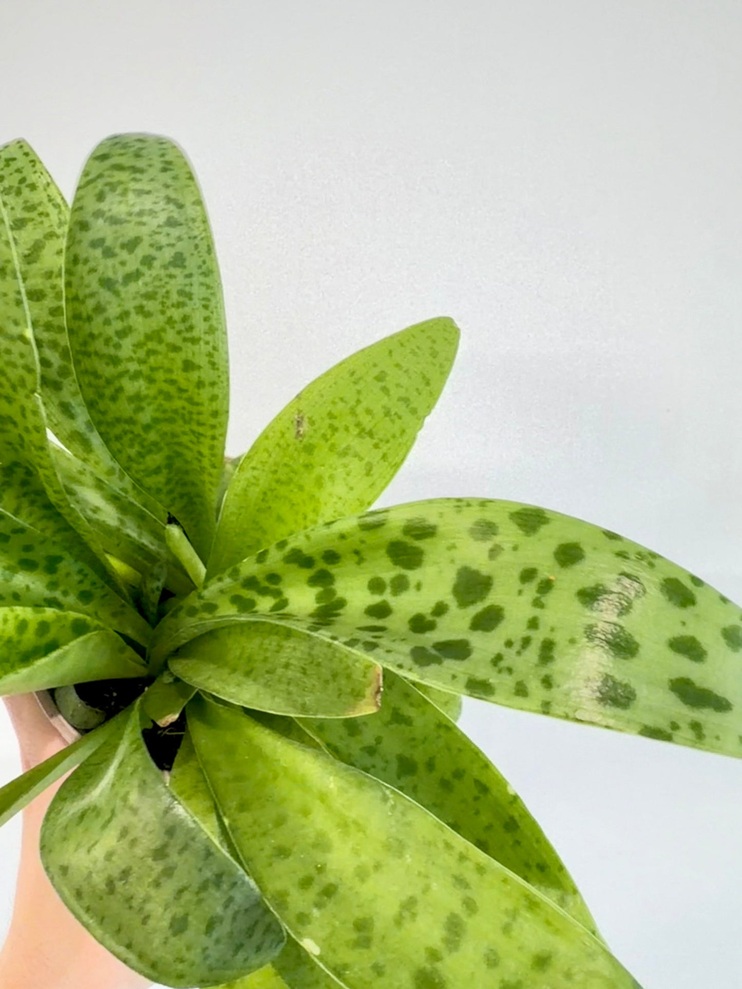 Giant Squill Plant - Drimiopsis Kirkii