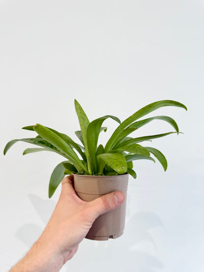 Giant Squill Plant - Drimiopsis Kirkii