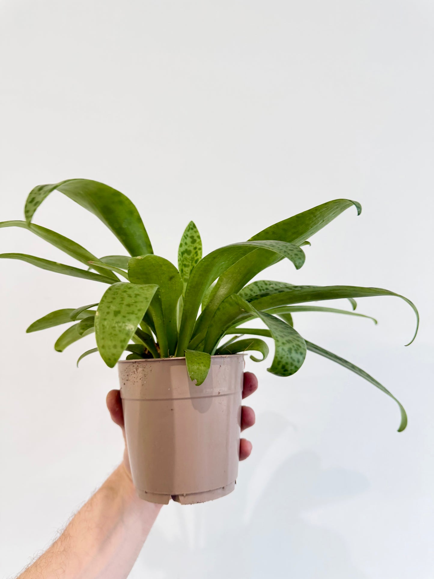 Giant Squill Plant - Drimiopsis Kirkii