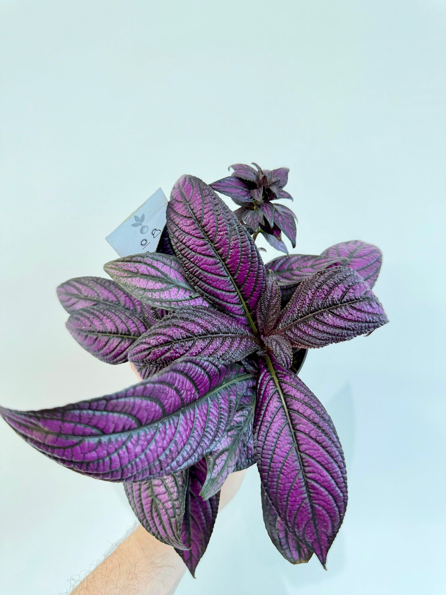 Persian Shield - Strobilanthes Dyeriana