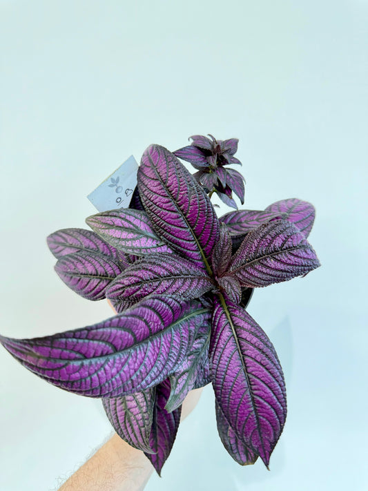 Persian Shield - Strobilanthes Dyeriana