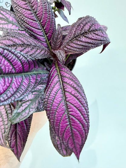 Persian Shield - Strobilanthes Dyeriana