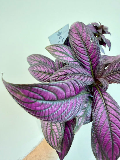 Persian Shield - Strobilanthes Dyeriana