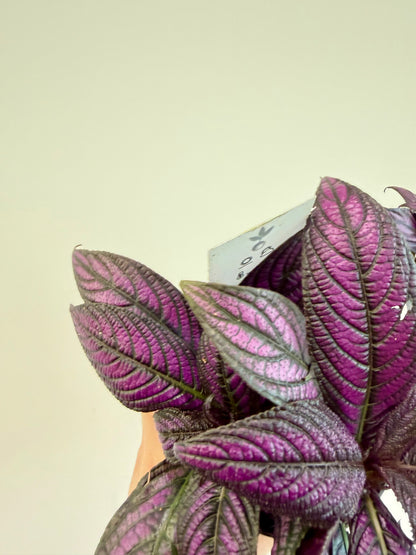 Persian Shield - Strobilanthes Dyeriana