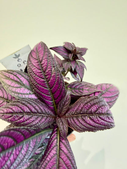 Persian Shield - Strobilanthes Dyeriana