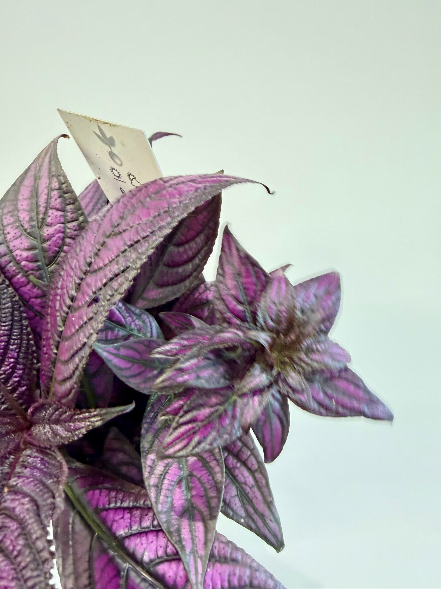 Persian Shield - Strobilanthes Dyeriana