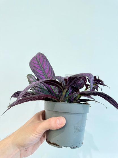 Persian Shield - Strobilanthes Dyeriana