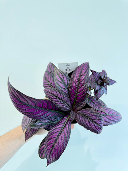 Persian Shield - Strobilanthes Dyeriana