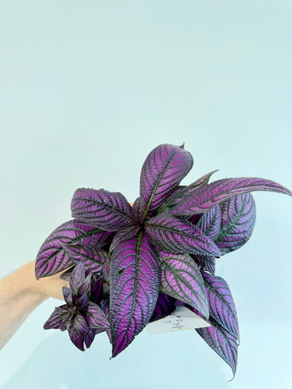 Persian Shield - Strobilanthes Dyeriana