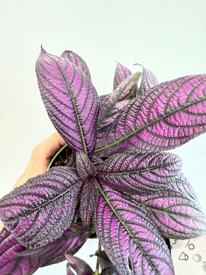 Persian Shield - Strobilanthes Dyeriana