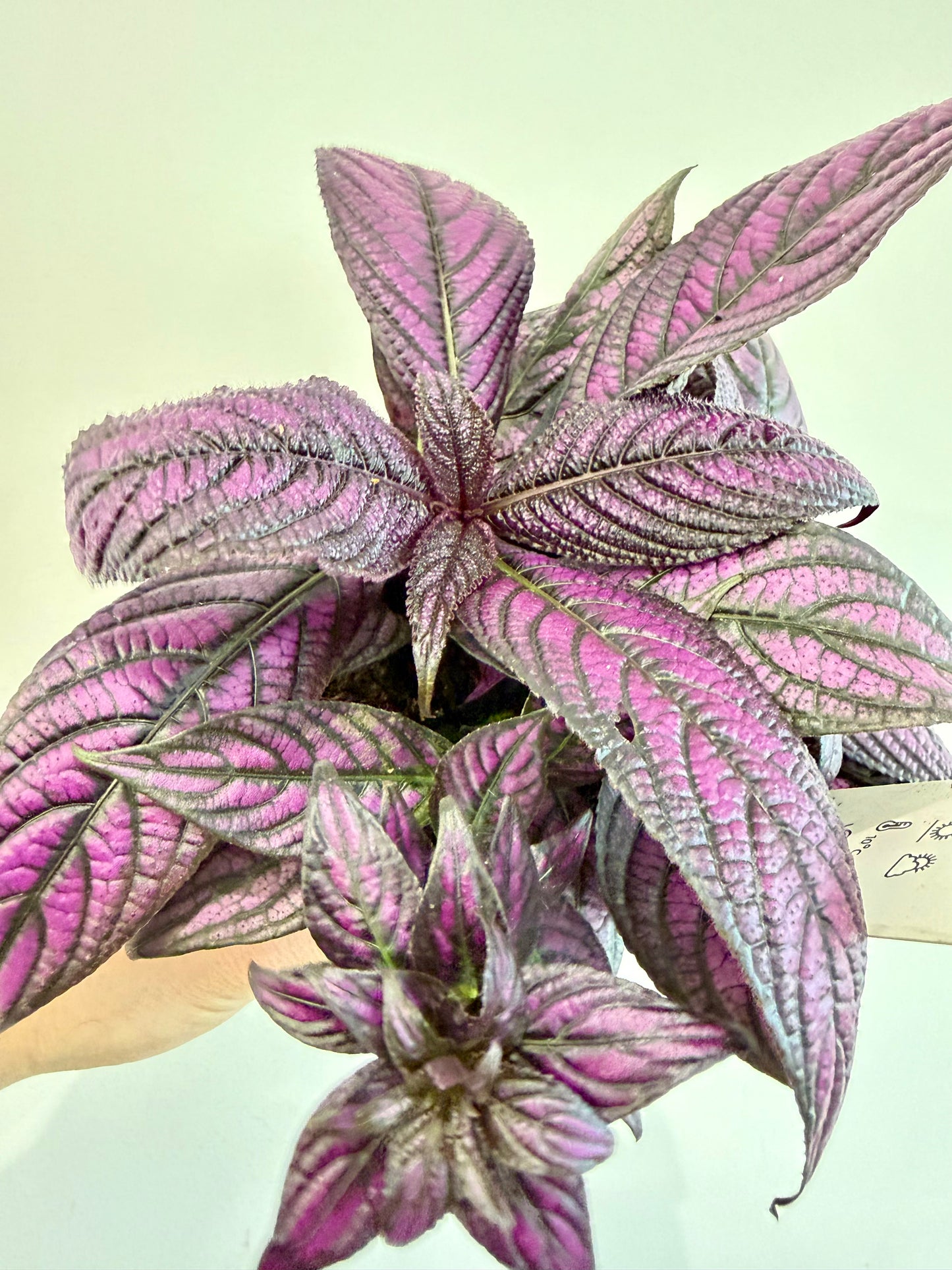 Persian Shield - Strobilanthes Dyeriana