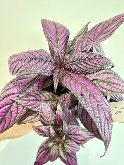 Persian Shield - Strobilanthes Dyeriana