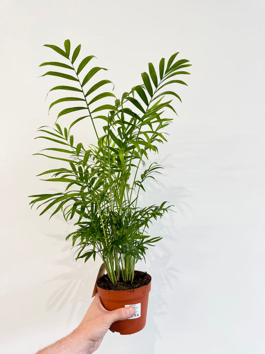 Variegated Parlour Palm - Chamaedorea Elegans Variegata
