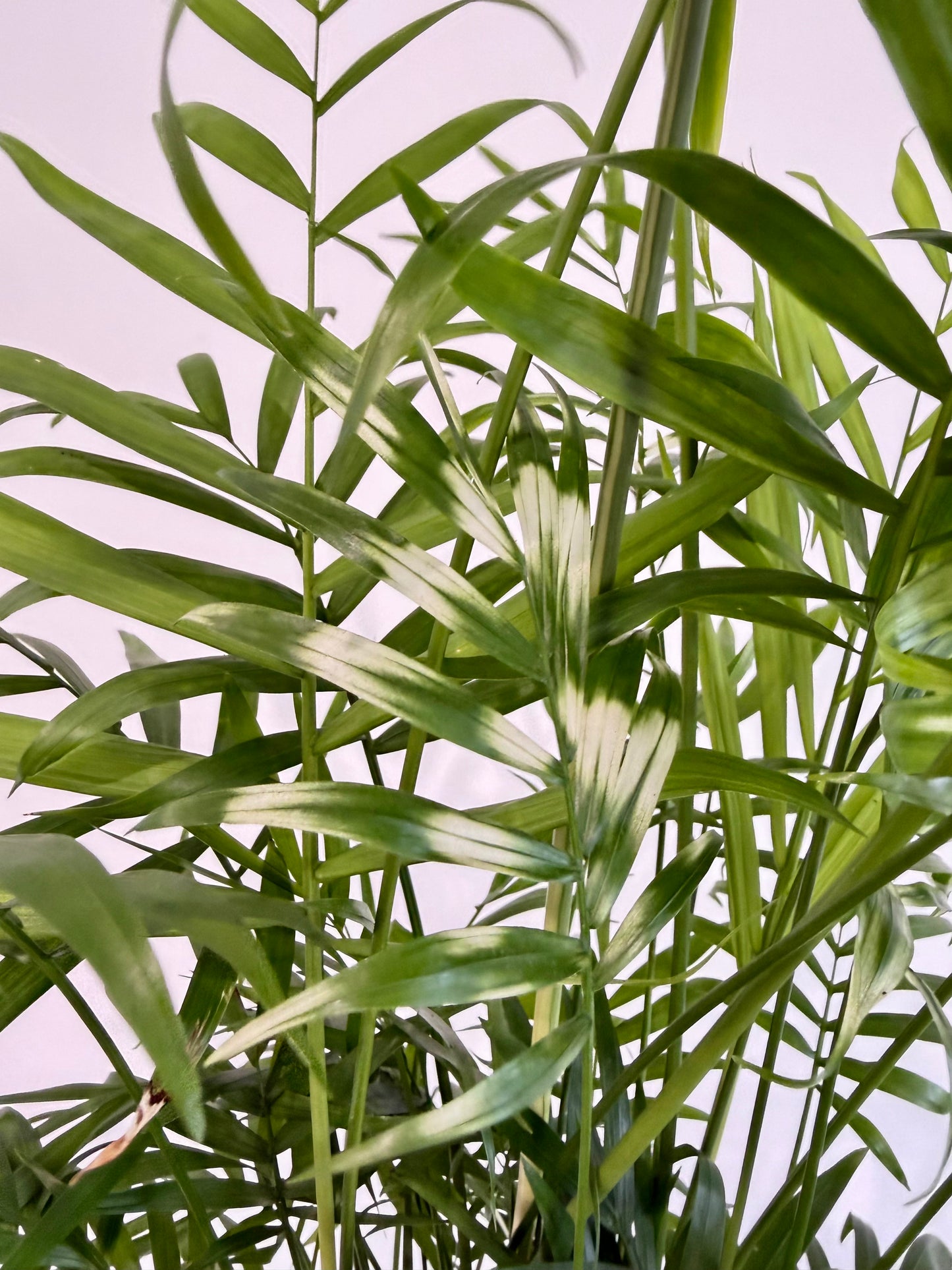 Variegated Parlour Palm - Chamaedorea Elegans Variegata