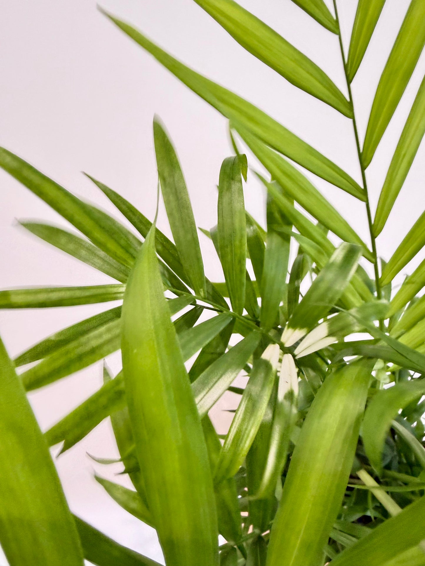 Variegated Parlour Palm - Chamaedorea Elegans Variegata