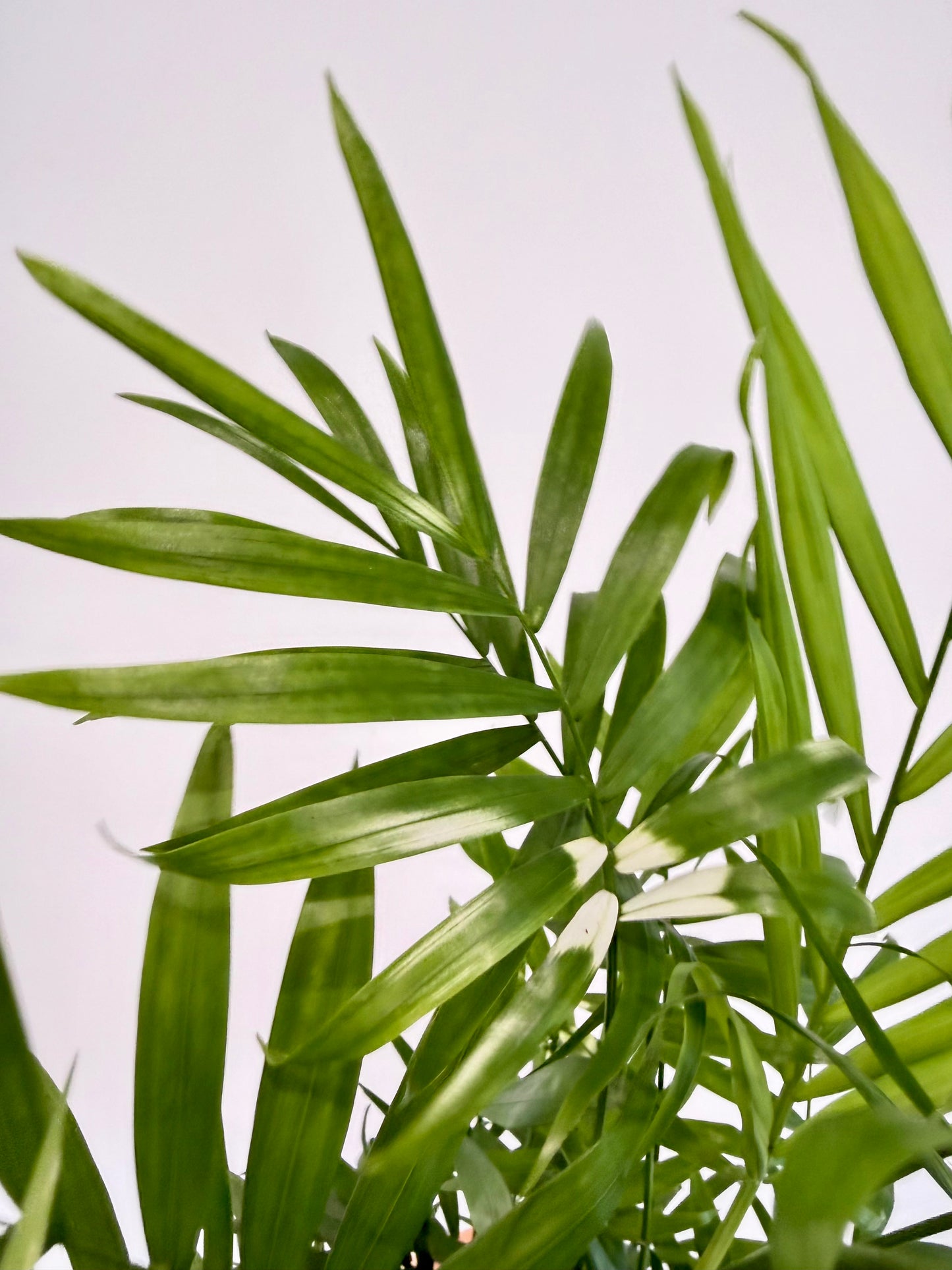 Variegated Parlour Palm - Chamaedorea Elegans Variegata
