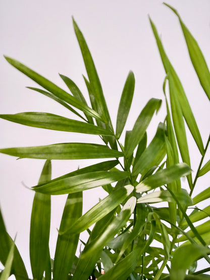 Variegated Parlour Palm - Chamaedorea Elegans Variegata