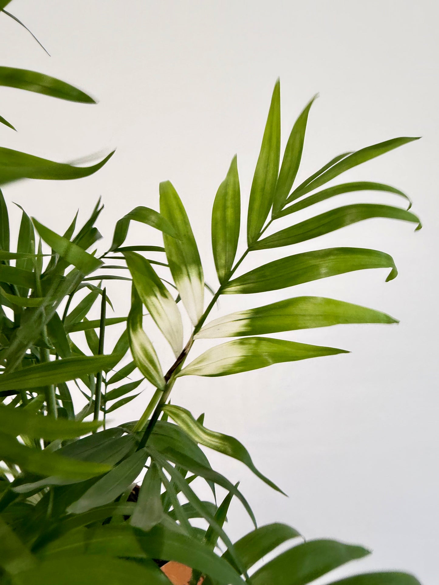 Variegated Parlour Palm - Chamaedorea Elegans Variegata