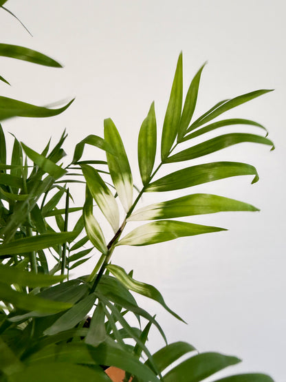 Variegated Parlour Palm - Chamaedorea Elegans Variegata
