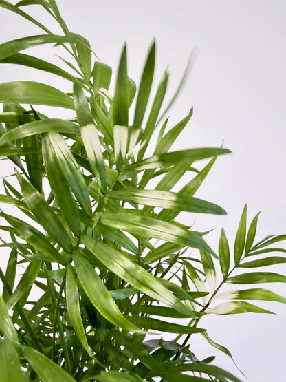 Variegated Parlour Palm - Chamaedorea Elegans Variegata