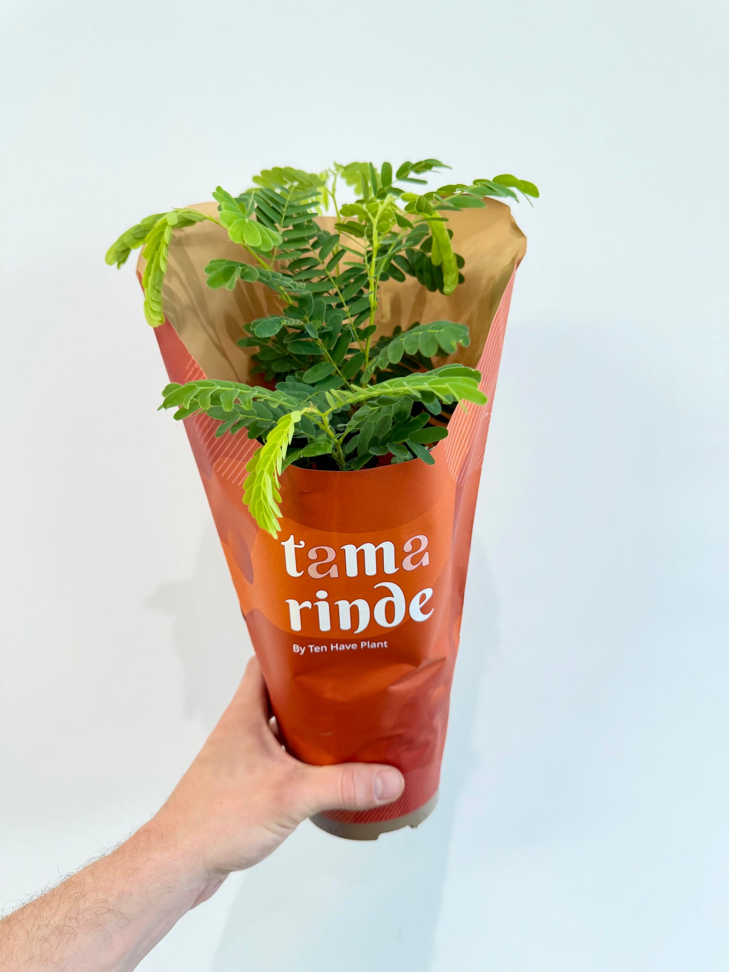 Tamarind Tree - Tamarindus Indica