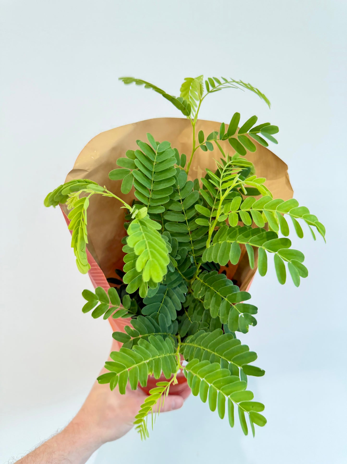 Tamarind Tree - Tamarindus Indica