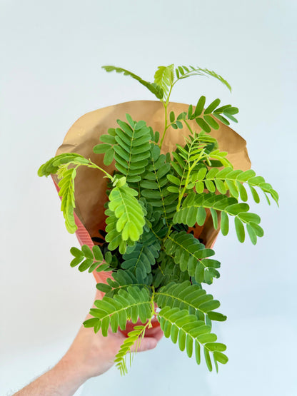Tamarind Tree - Tamarindus Indica