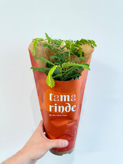 Tamarind Tree - Tamarindus Indica