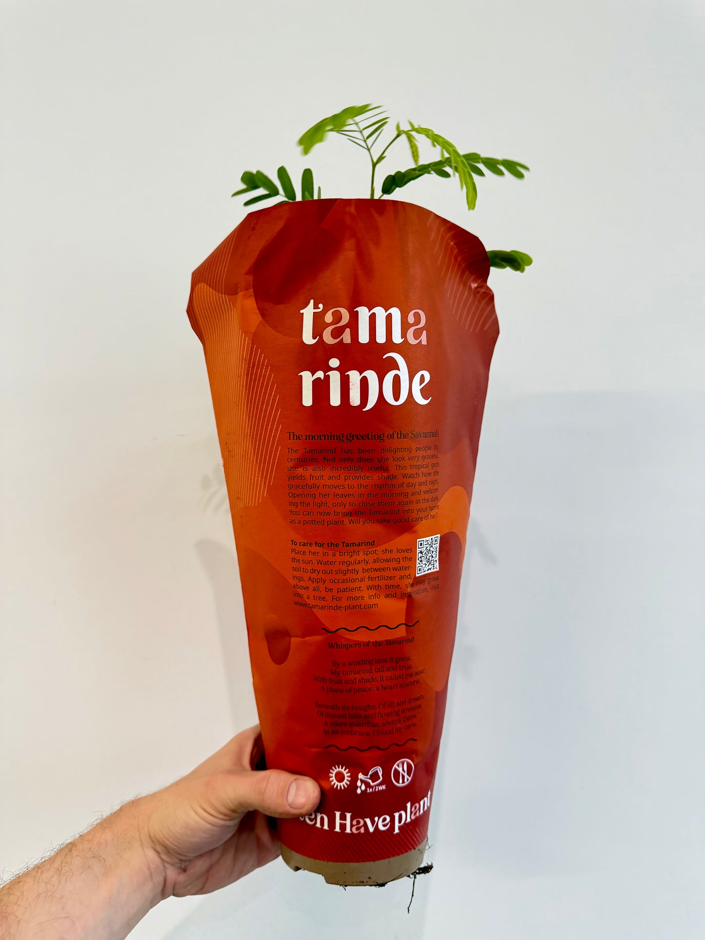 Tamarind Tree - Tamarindus Indica
