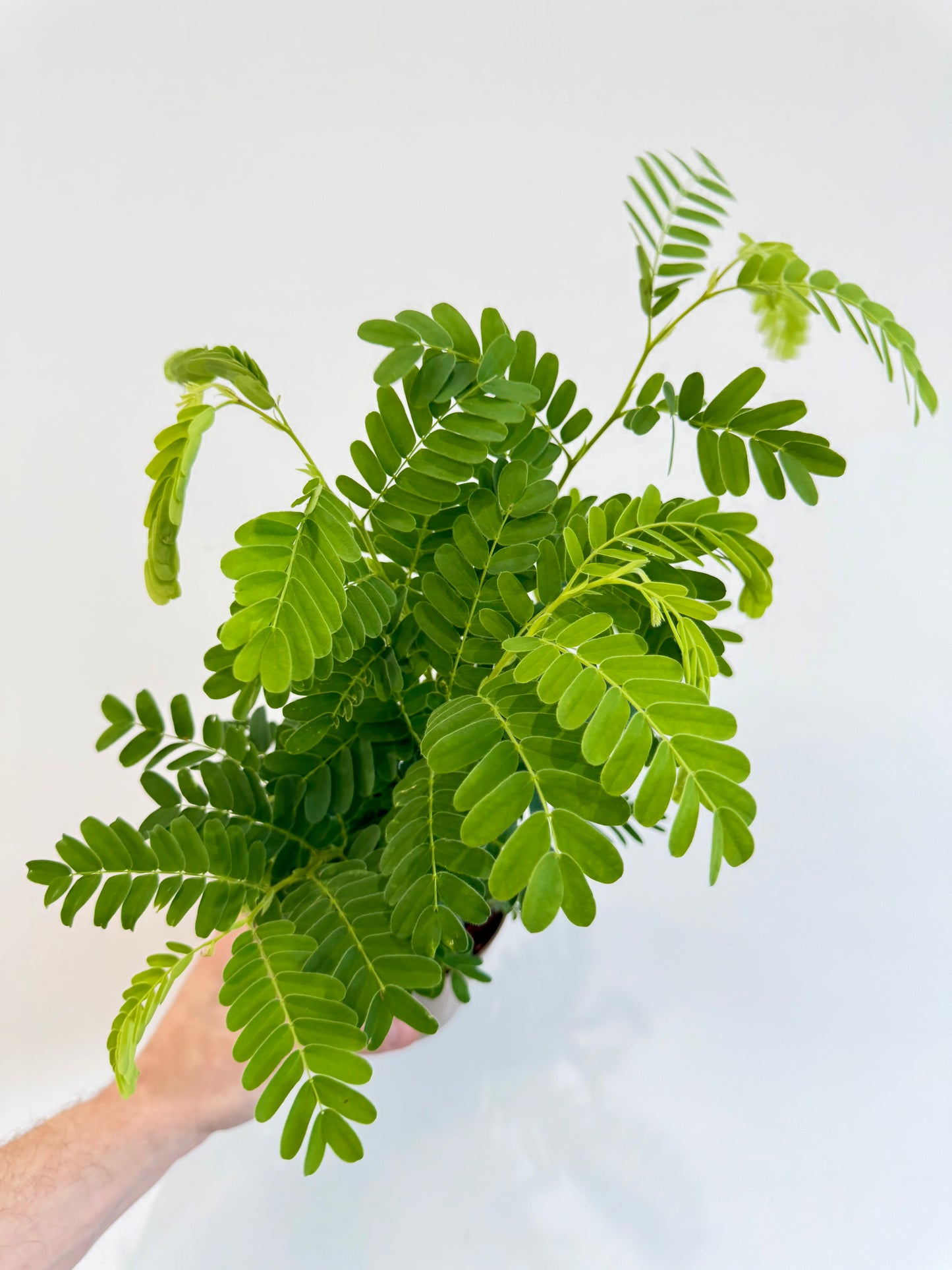 Tamarind Tree - Tamarindus Indica