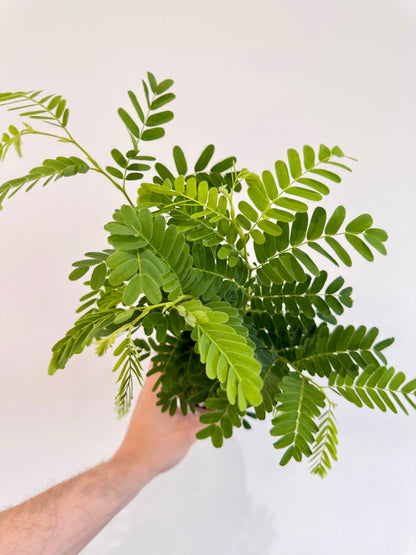 Tamarind Tree - Tamarindus Indica