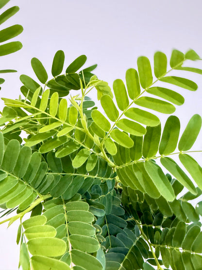 Tamarind Tree - Tamarindus Indica