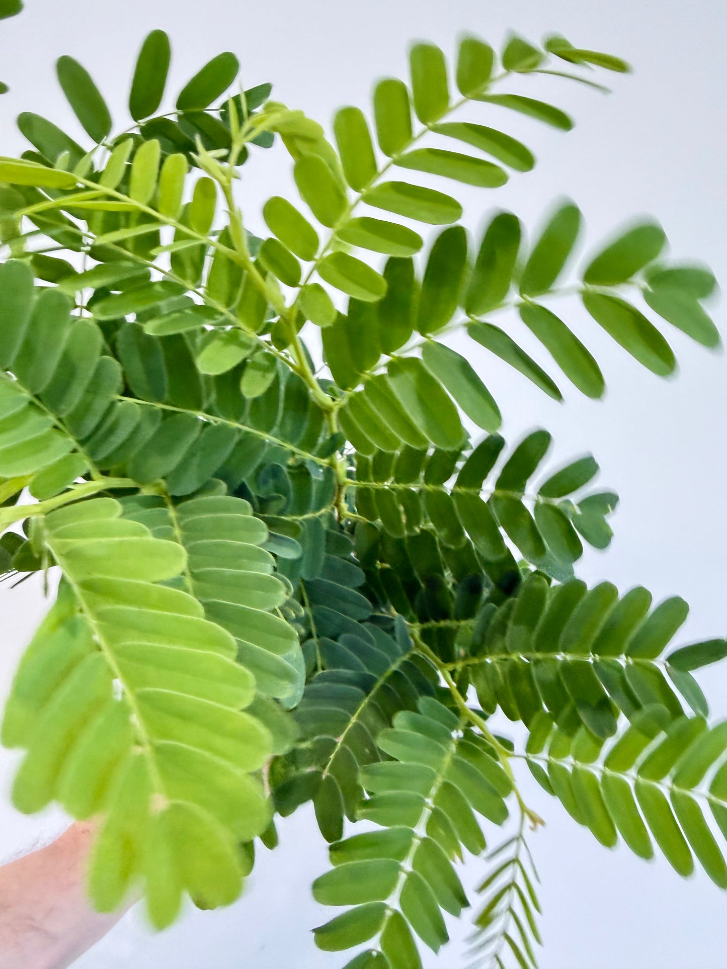Tamarind Tree - Tamarindus Indica