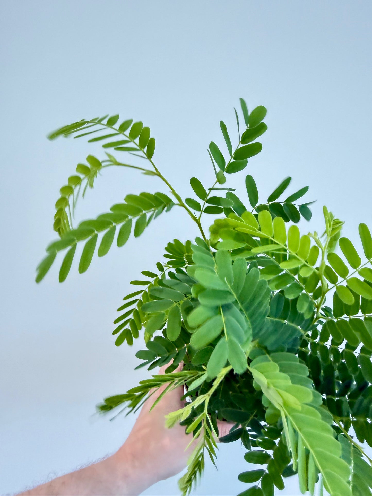 Tamarind Tree - Tamarindus Indica