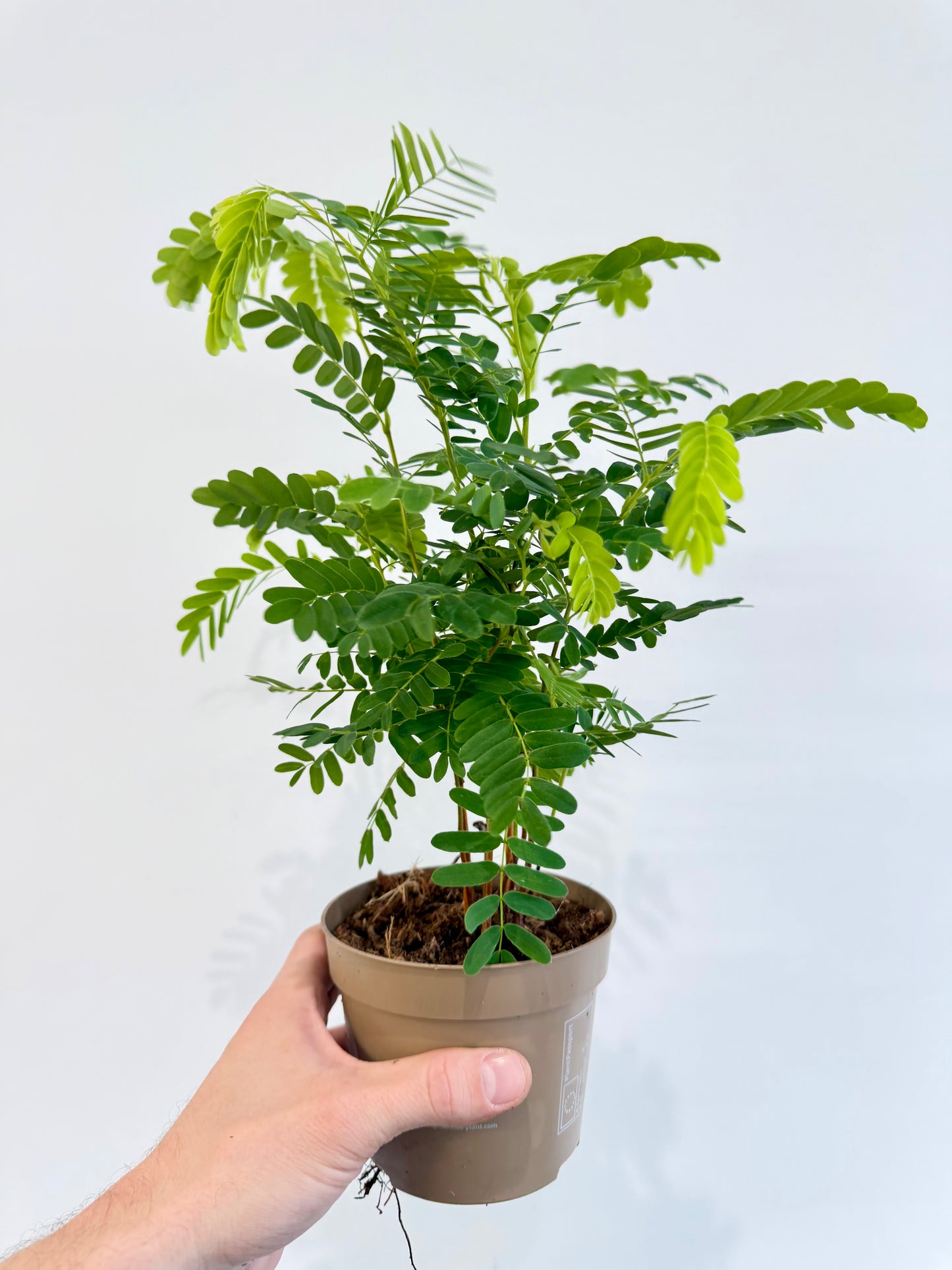 Tamarind Tree - Tamarindus Indica