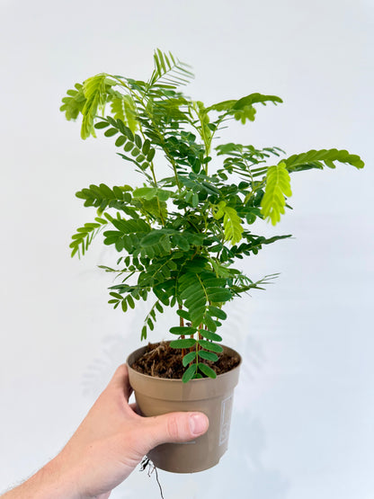Tamarind Tree - Tamarindus Indica