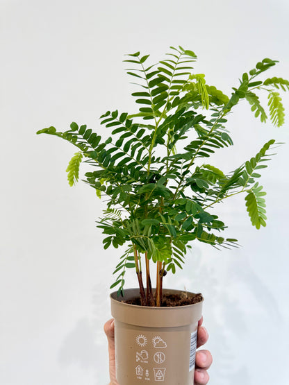 Tamarind Tree - Tamarindus Indica
