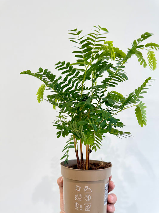 Tamarind Tree - Tamarindus Indica