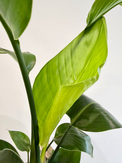 Giant White Bird of Paradise - Strelitzia Nicolai
