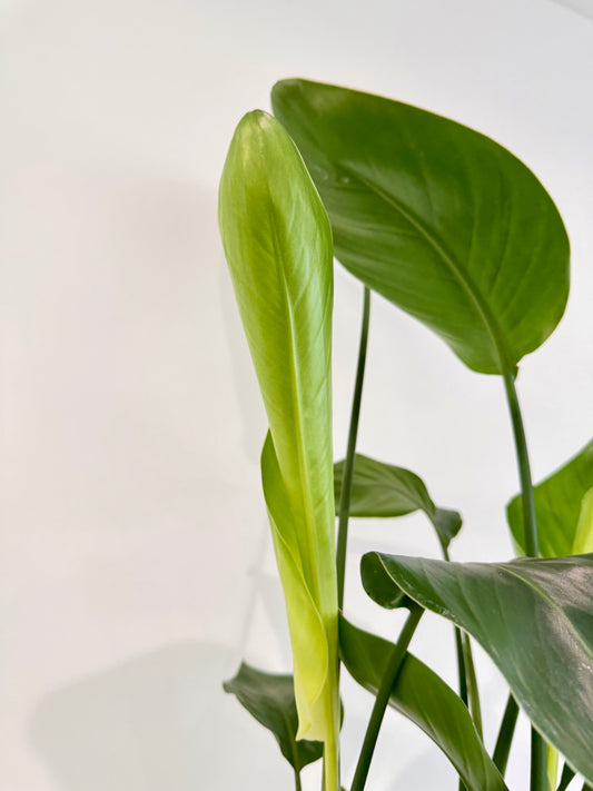 Giant White Bird of Paradise - Strelitzia Nicolai