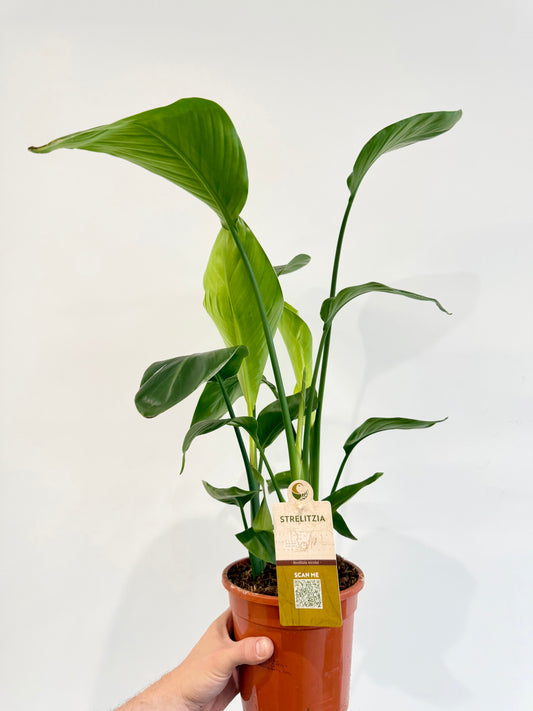 Giant White Bird of Paradise - Strelitzia Nicolai