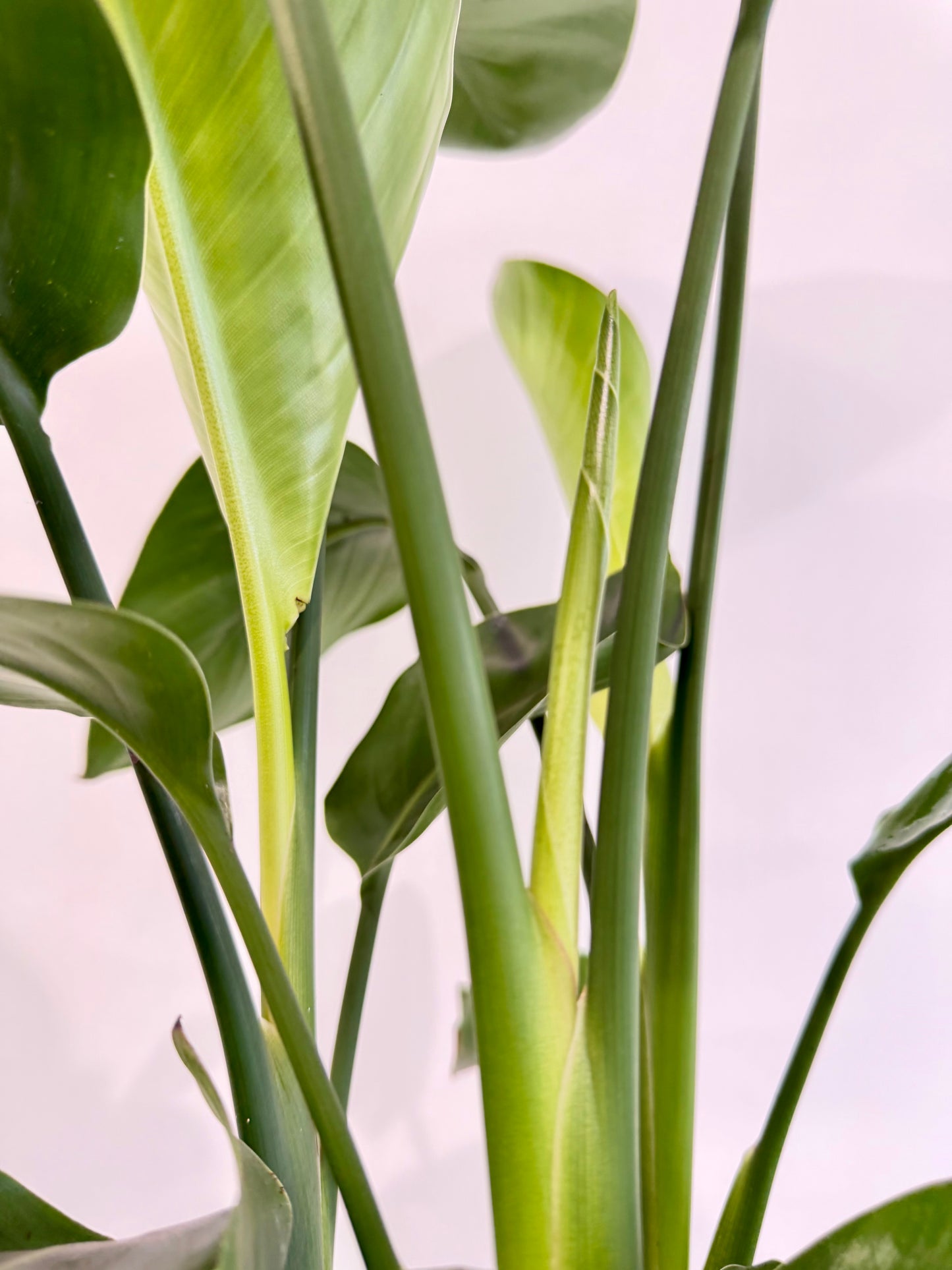 Giant White Bird of Paradise - Strelitzia Nicolai
