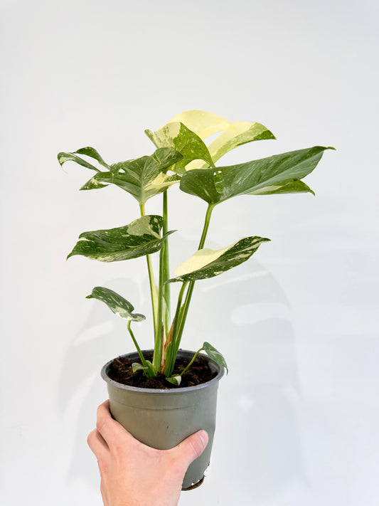 Monstera Thai Constellation - Monstera Variegata