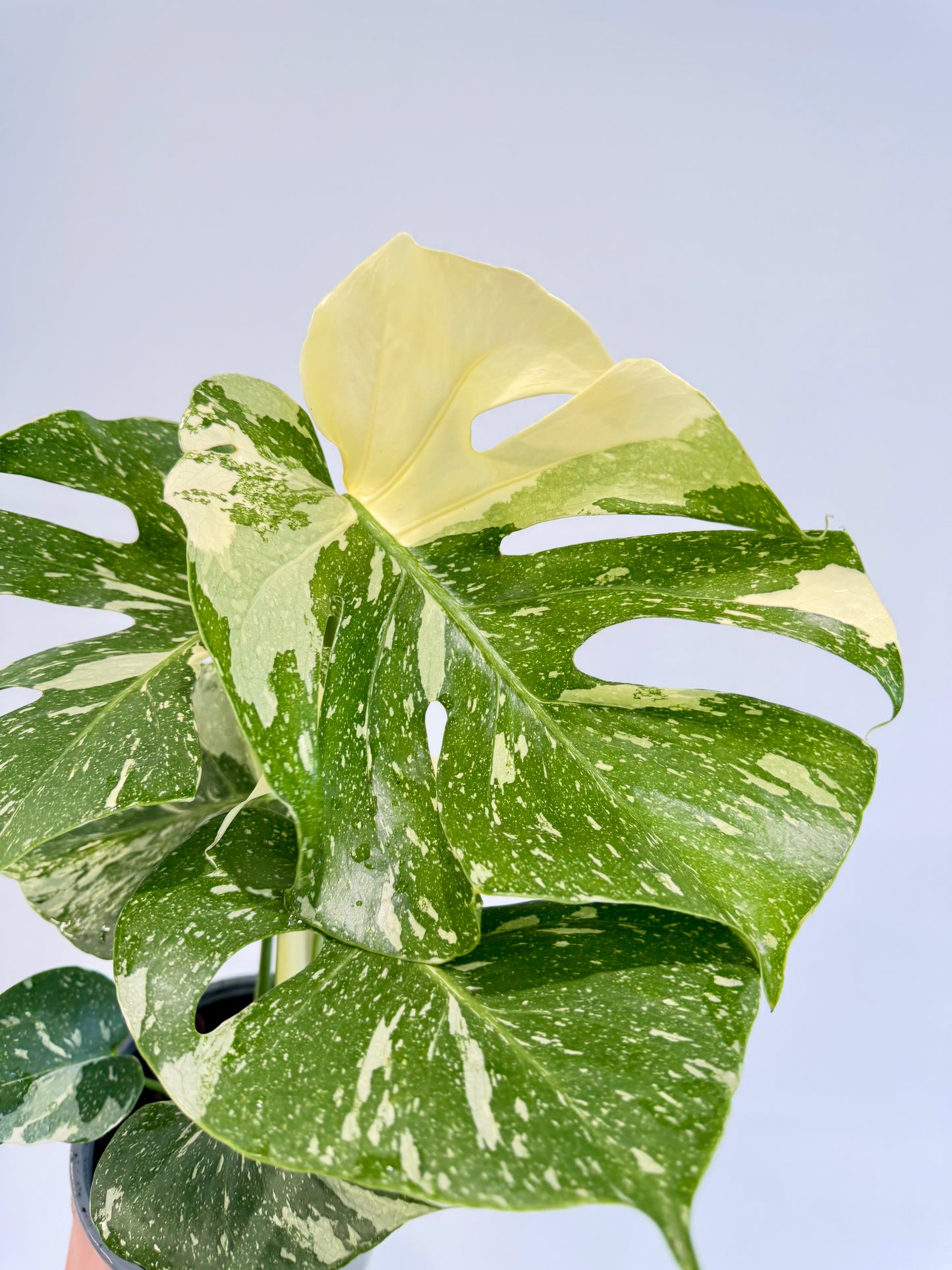 Monstera Thai Constellation - Monstera Variegata