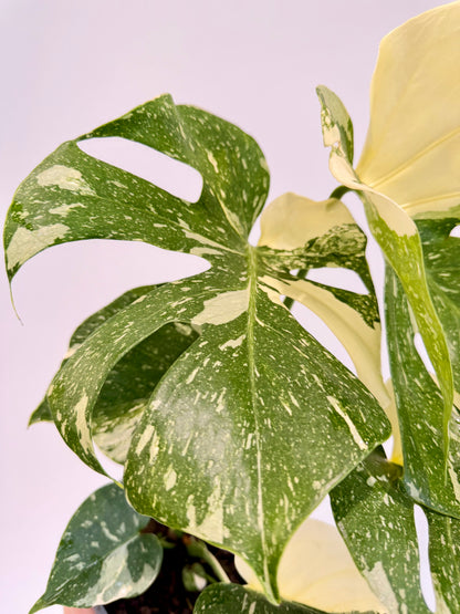 Monstera Thai Constellation - Monstera Variegata