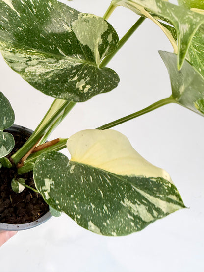 Monstera Thai Constellation - Monstera Variegata