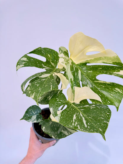 Monstera Thai Constellation - Monstera Variegata