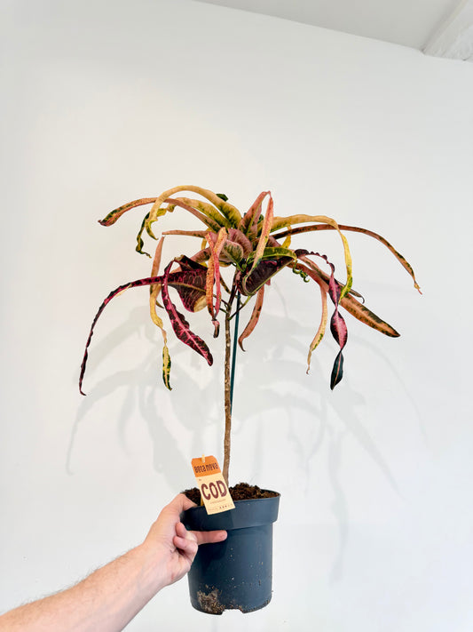 Croton Dreadlocks - Codiaeum Variegatum Pictum