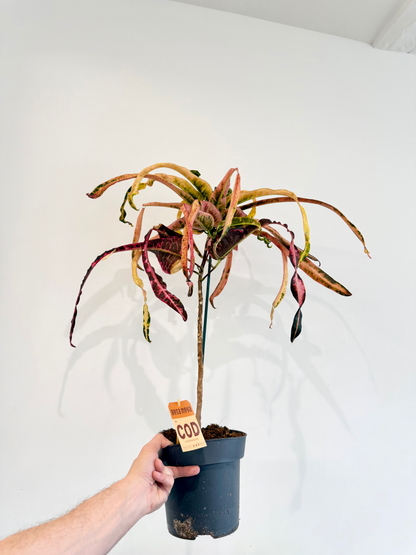 Croton Dreadlocks - Codiaeum Variegatum Pictum