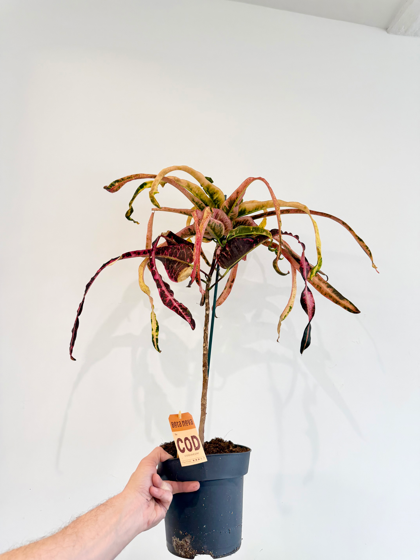 Croton Dreadlocks - Codiaeum Variegatum Pictum